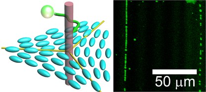 Spatial distribution control of polymer nanoparticles by liquid crystal disclinations