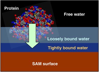 Molecular dynamics simulations for microscopic behavior of water molecules in the vicinity of zwitterionic self-assembled monolayers