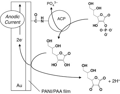 Immobilization of acid phosphatase on a polyaniline/poly(acrylic acid) composite film for use as the anode of a fuel cell driven with <span class="small-caps u-small-caps">L</span>-ascorbic acid 2-phosphate