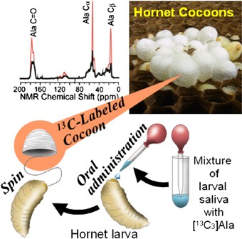 Quantifying the fraction of alanine residues in an α-helical conformation in hornet silk using solid-state NMR