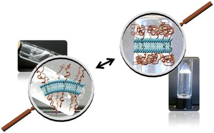 Multi-length scale evaluation of the temperature-tunable mechanical properties of a lyotropic mesophase