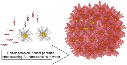 Hydrophobic Aib/Ala peptides solubilize in water through formation of supramolecular assemblies