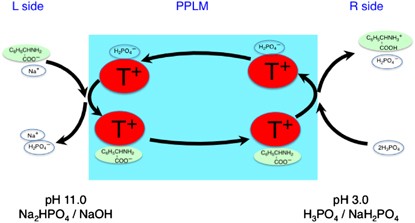 Polymeric pseudo-liquid membranes from poly(dodecyl methacrylate): KCl transport and optical resolution
