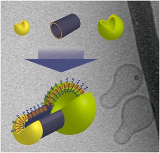 Versatile peptide rafts for conjugate morphologies by self-assembling amphiphilic helical peptides