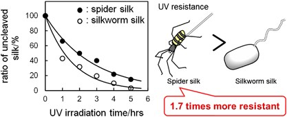 Effects of UV irradiation on the molecular weight of spider silk
