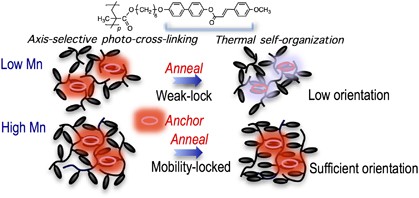 Influence of molecular weight on the photoinduced reorientation of photo-cross-linkable liquid crystalline polymeric films