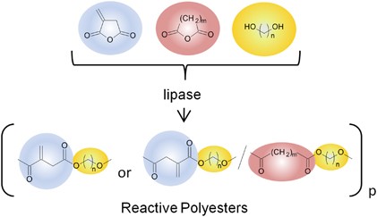 Green polymer chemistry: lipase-catalyzed synthesis of bio-based reactive polyesters employing itaconic anhydride as a renewable monomer