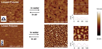 Preparation and characterization of looped polydimethylsiloxane brushes