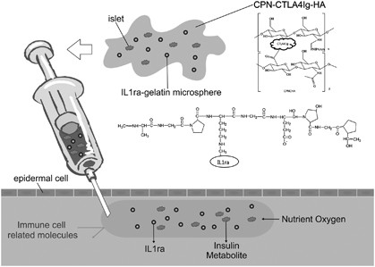 The graft survival protection of subcutaneous allogeneic islets with hydrogel grafting and encapsulated by CTLA4Ig and IL1ra