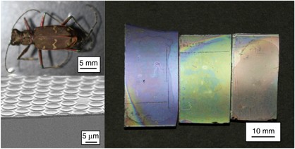 Unique light reflectors that mimic the structural colors of tiger beetles