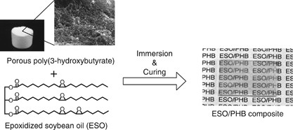 Plant oil-based green composite using porous poly(3-hydroxybutyrate)