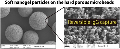 Preparation of nanogel-immobilized porous gel beads for affinity separation of proteins: fusion of nano and micro gel materials