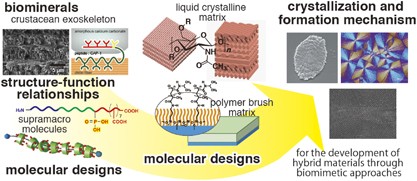 Macromolecular templates for the development of organic/inorganic hybrid materials