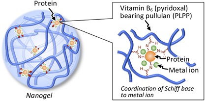 Protein nanogelation using vitamin B<sub>6</sub>-bearing pullulan: effect of zinc ions