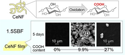 Hydroxyapatite formation on oxidized cellulose nanofibers in a solution mimicking body fluid