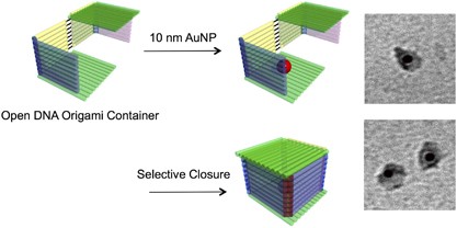 Encapsulation of a gold nanoparticle in a DNA origami container