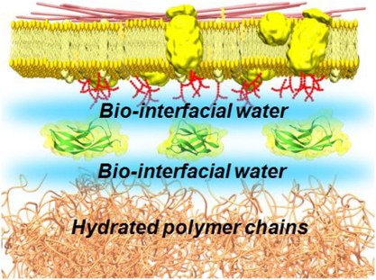 Design of biocompatible and biodegradable polymers based on intermediate water concept