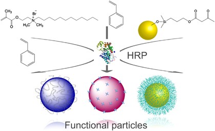 Development of HRP-mediated enzymatic polymerization under heterogeneous conditions for the preparation of functional particles