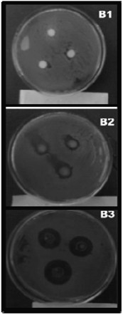 Dielectric properties: a gateway to antibacterial assay—a case study of low-density polyethylene/chitosan composite films