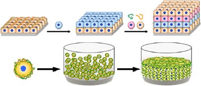 Control of extracellular microenvironments using polymer/protein nanofilms for the development of three-dimensional human tissue chips