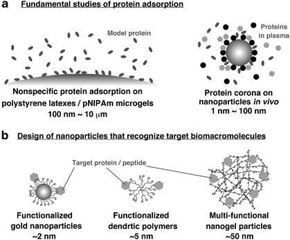 Interaction between synthetic particles and biomacromolecules: fundamental study of nonspecific interaction and design of nanoparticles that recognize target molecules