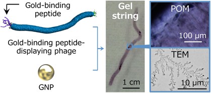 Regular assembly of filamentous viruses and gold nanoparticles by specific interactions and subsequent chemical crosslinking