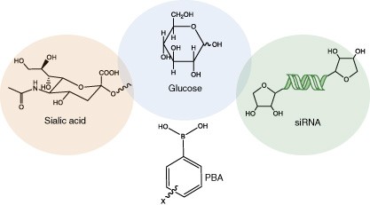 New directions in the design of phenylboronate-functionalized polymers for diagnostic and therapeutic applications