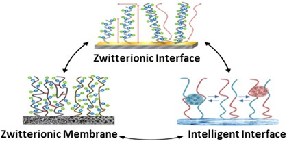 Hemocompatibility of zwitterionic interfaces and membranes