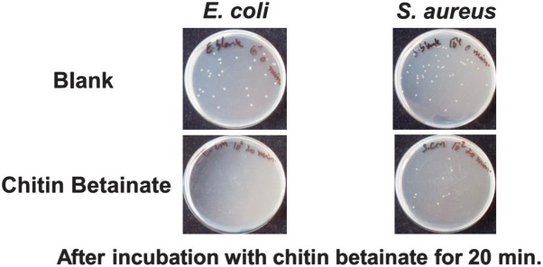 Development of an antibacterial chitin betainate wound dressing