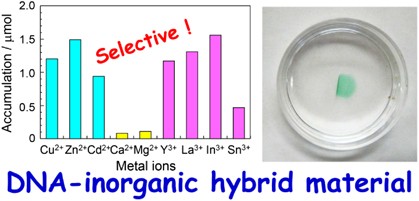 Selective accumulation of rare earth metal and heavy metal ions by a DNA-inorganic hybrid material