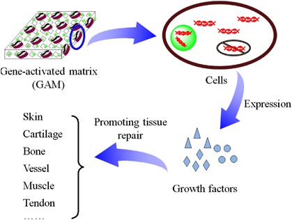 Design of gene-activated matrix for the repair of skin and cartilage