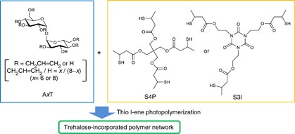 Trehalose-incorporated polymer network by thiol-ene photopolymerization