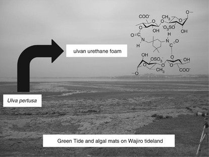Urethane foam of sulfated polysaccharide ulvan derived from green-tide-forming chlorophyta: synthesis and application in the removal of heavy metal ions from aqueous solutions