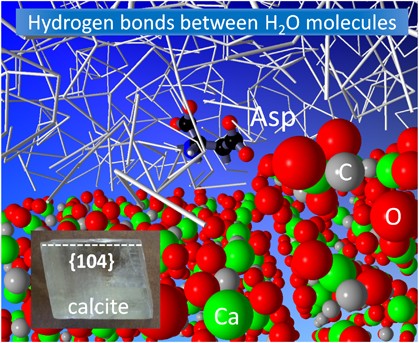 Importance of water in the control of calcite crystal growth by organic molecules