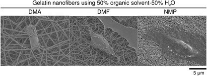 Electrospinning of gelatin nanofiber scaffolds with mild neutral cosolvents for use in tissue engineering
