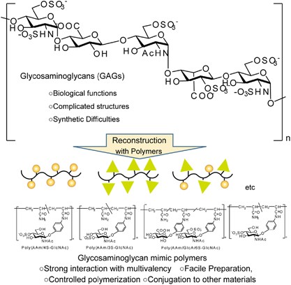 Development of glycosaminoglycan mimetics using glycopolymers
