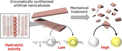 Hydrolytic activities of artificial nanocellulose synthesized via phosphorylase-catalyzed enzymatic reactions