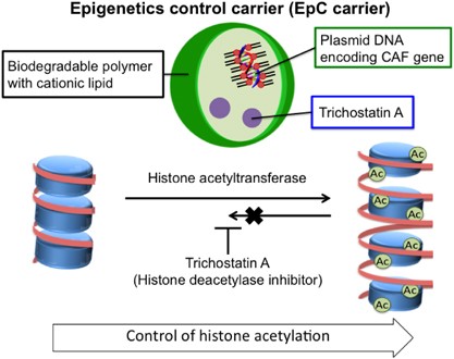 Design of epigenetics control carrier for simultaneous transfection of histone acetyltransferase with histone deacetylase inhibitor to continuous histone acetylation