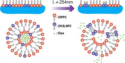 Packing effects on polymerization of diacetylene lipids in liposomes and monolayers matrices