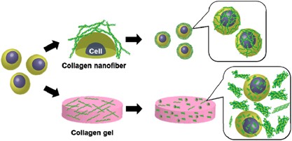 Cell effects on the formation of collagen triple helix fibers inside collagen gels or on cell surfaces