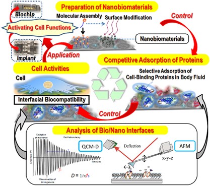 <i>In situ</i> QCM-D study of nano-bio interfaces with enhanced biocompatibility