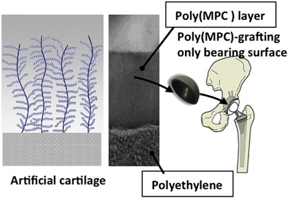 Highly lubricated polymer interfaces for advanced artificial hip joints through biomimetic design