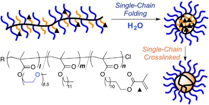 Single-chain crosslinked star polymers via intramolecular crosslinking of self-folding amphiphilic copolymers in water