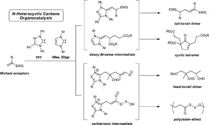 N-Heterocyclic carbene-catalyzed dimerization, cyclotetramerization and polymerization of Michael acceptors