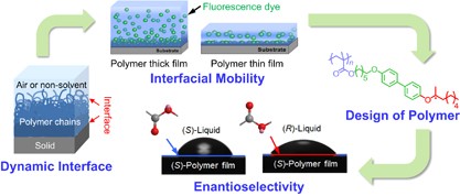 Dynamic structure and functionalization of polymer interfaces