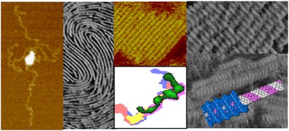 Observation of polymer chain structures in two-dimensional films by atomic force microscopy