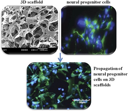 Silk 3D matrices incorporating human neural progenitor cells for neural tissue engineering applications