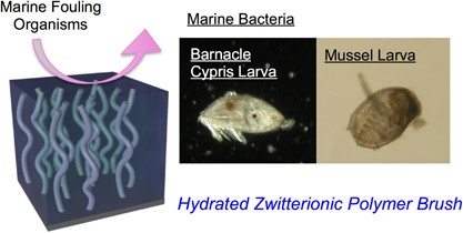 Versatile inhibition of marine organism settlement by zwitterionic polymer brushes