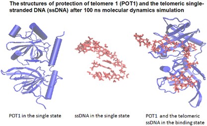 Molecular dynamics simulation of telomeric single-stranded DNA and POT1