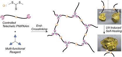 End-crosslinking of controlled telechelic poly(<i>N</i>-isopropylacrylamide) toward a homogeneous gel network with photo-induced self-healing